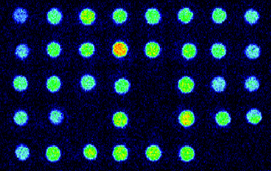 Chlorophyll fluorescence imaging of leaf discs during a heat tolerance assay Chlorophyll fluorescence image showing an array of leaf discs in blue, green, and orange, indicating variation in photosystem II function during heating