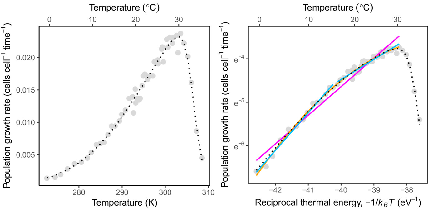 Peaked temperature response fitted with monotonic Arrhenius models Two panels showing population growth rate against temperature. The left panel shows a peaked response rising to an optimum near 30 degrees Celsius then declining. The right panel plots the same data against reciprocal thermal energy with three straight-line fits that diverge from the curved data.