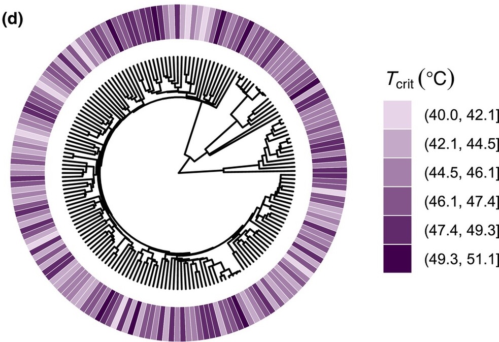 Critical temperature for photosystem II function across a species phylogeny Circular phylogenetic tree with an outer ring shaded by critical temperature for photosystem II function, showing values scattered across the tree rather than clustered by lineage